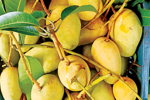আম উৎপাদন