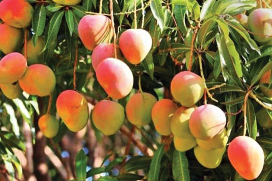 বাংলাদেশ ফল রপ্তানি
