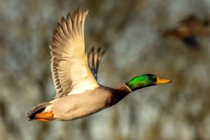 H5N1 ভাইরাস