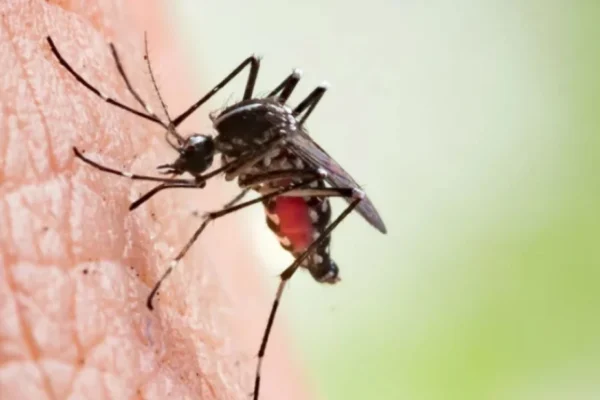 ২৪ ঘণ্টায় ৯০ নতুন ডেঙ্গু রোগী শনাক্ত | ডেঙ্গু সংক্রমণ ডেঙ্গু সংক্রমণ