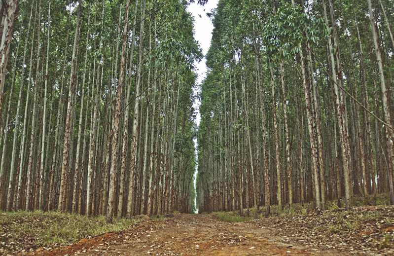 আকাশমণি গাছ