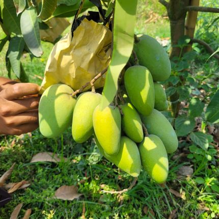 আমের মৌসুম