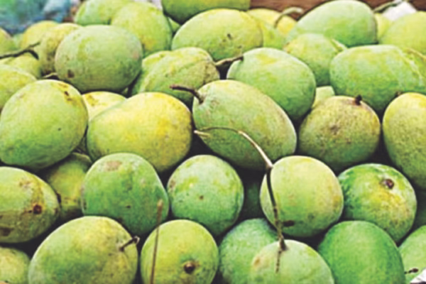 রাজশাহীতে আম সংগ্রহ শুরু ১৫ মে থেকে আম সংগ্রহ