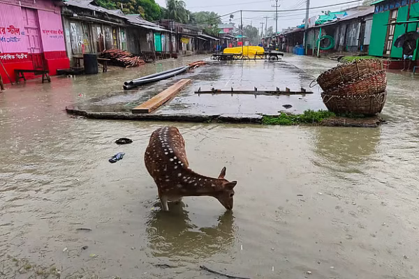 নিঝুম দ্বীপে জোয়ারভাটা জলে চিত্রল হরিণের মনোমুগ্ধকর বিচরণ বাংলাদেশের বন্যপ্রাণী